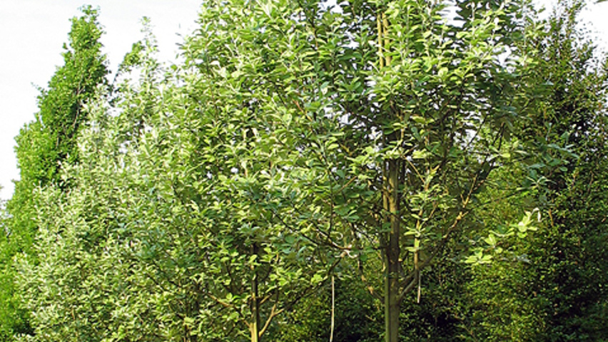 Sorbus torminalis hochstämmig