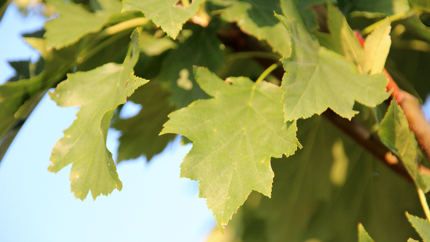 Sorbus torminalis Blatt