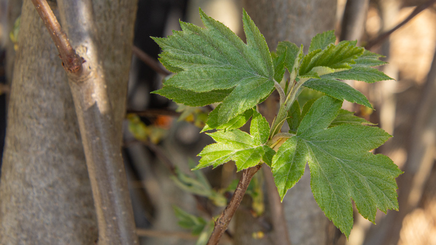 Sorbus torminalis Blatt