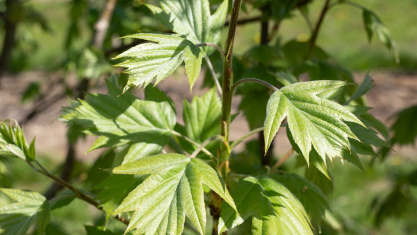 Sorbus torminalis Blatt
