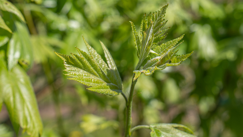 Sorbus torminalis Blatt