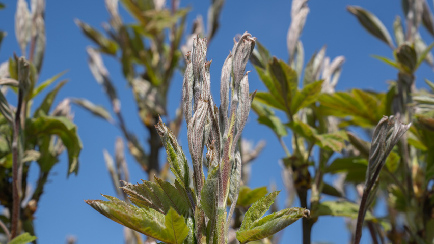 Sorbus torminalis Blatt