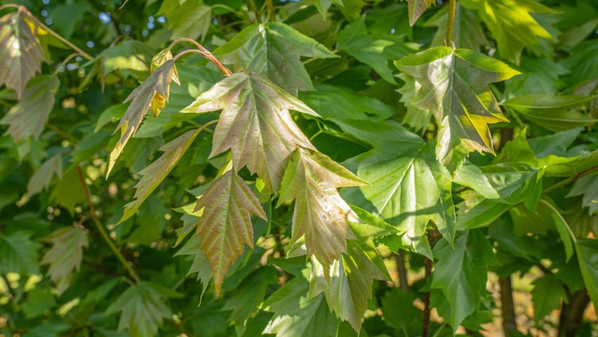 Sorbus torminalis Blatt