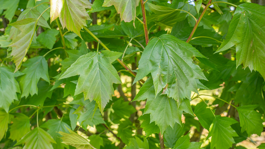 Sorbus torminalis Blatt