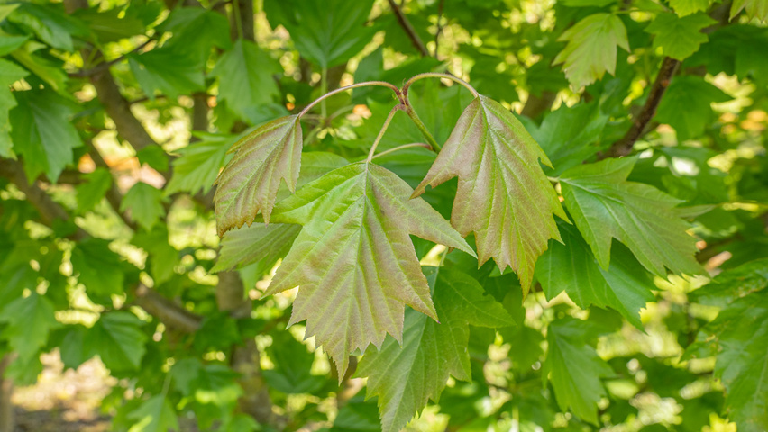 Sorbus torminalis Blatt
