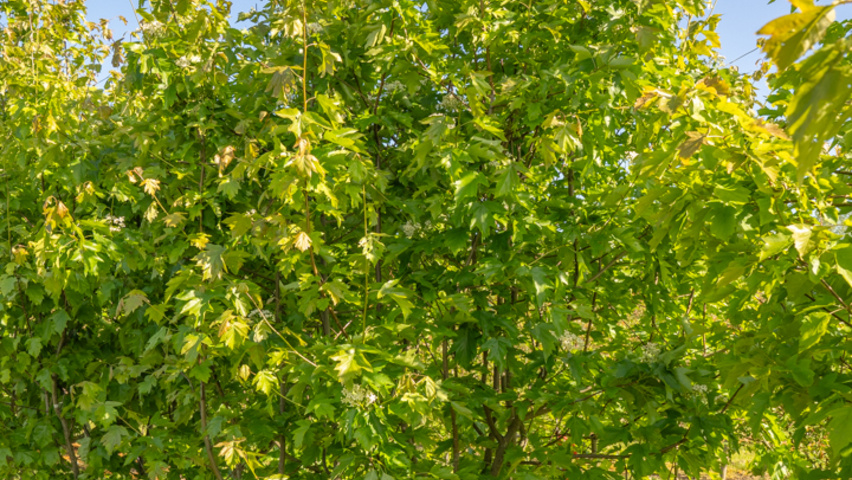 Sorbus torminalis mehrstämmige