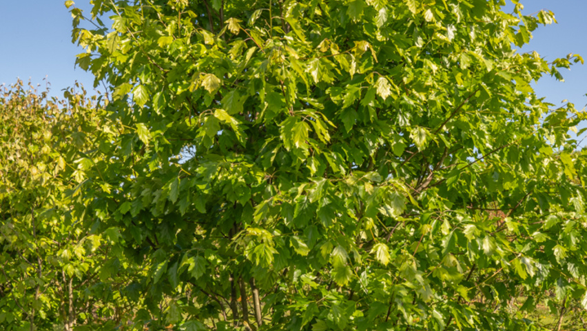 Sorbus torminalis mehrstämmige