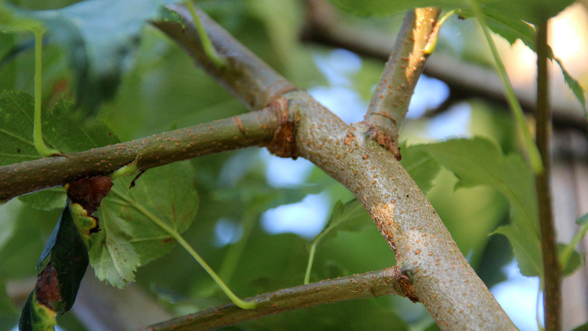 Sorbus torminalis Zweige