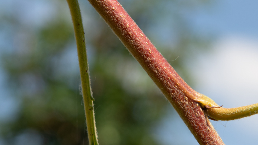 Sorbus torminalis Zweige