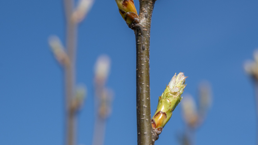 Sorbus torminalis Zweige