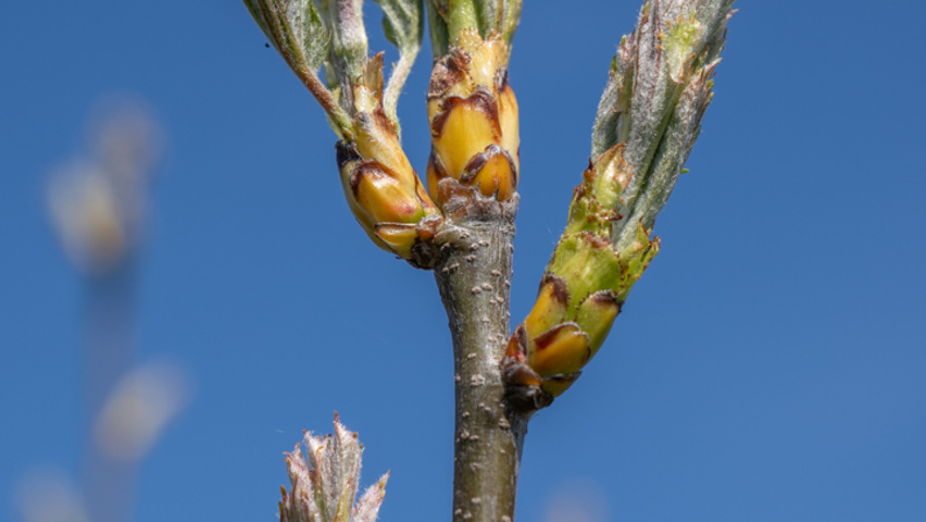 Sorbus torminalis Zweige