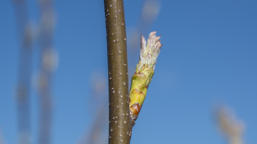 Sorbus torminalis Zweige