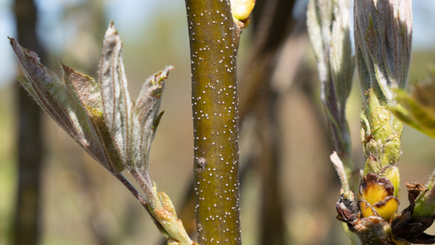 Sorbus torminalis Zweige