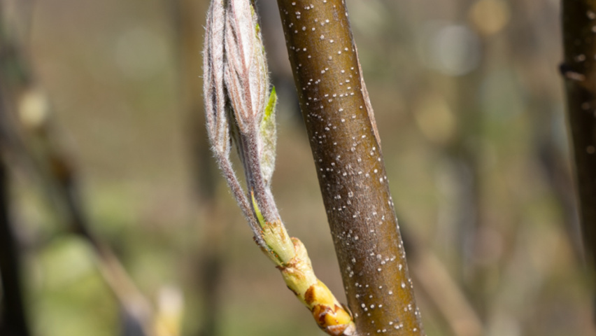 Sorbus torminalis Zweige