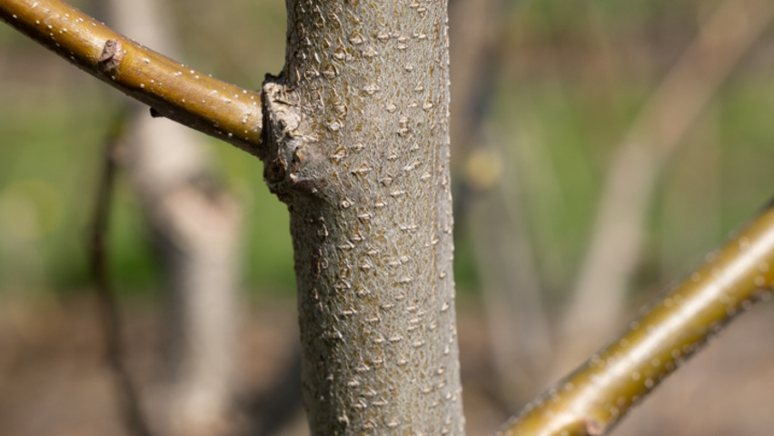 Sorbus torminalis Zweige