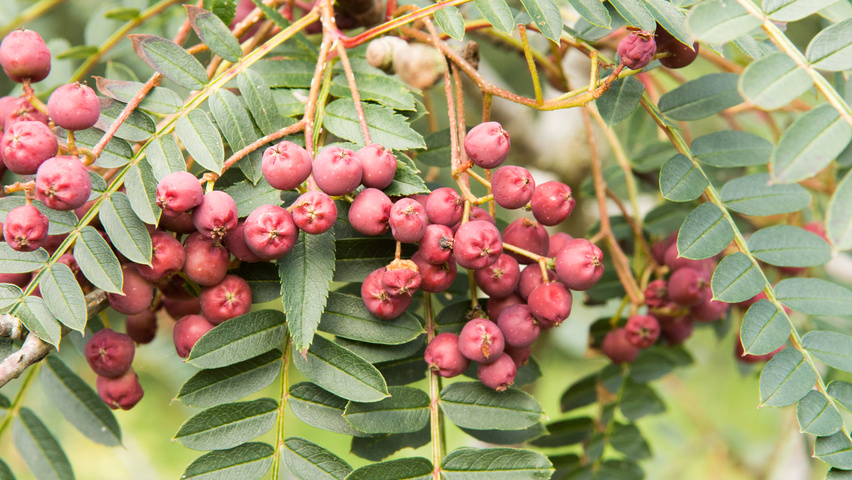 Sorbus vilmorinii owoce