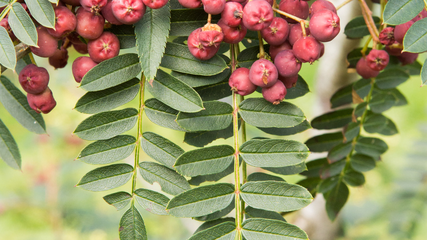 Sorbus vilmorinii owoce