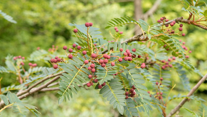 Sorbus vilmorinii owoce