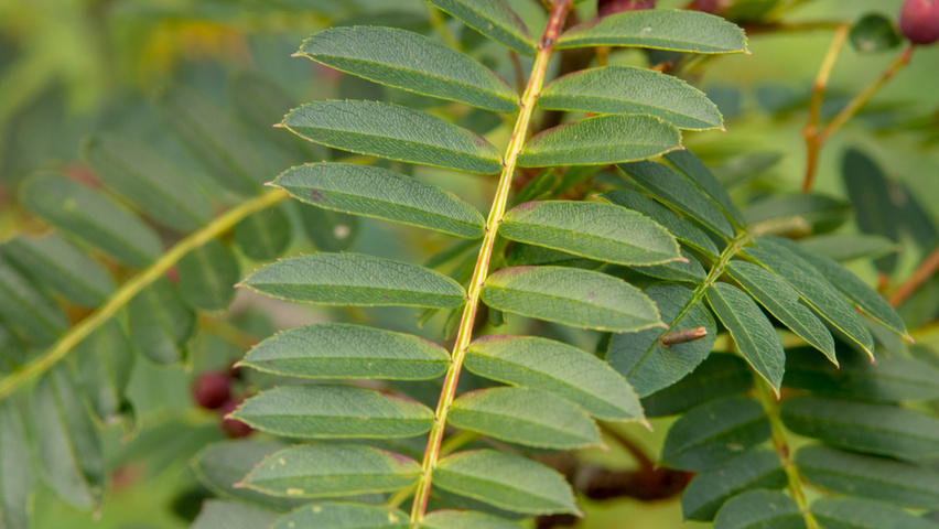 Sorbus vilmorinii liście