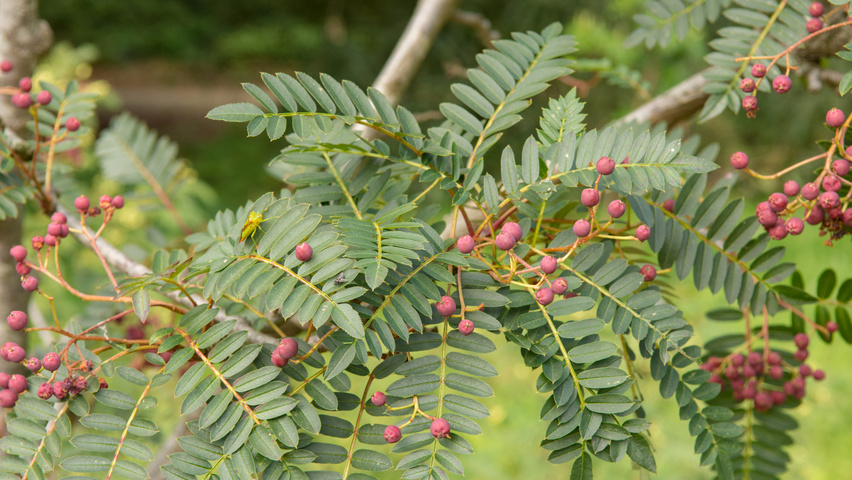 Sorbus vilmorinii liście