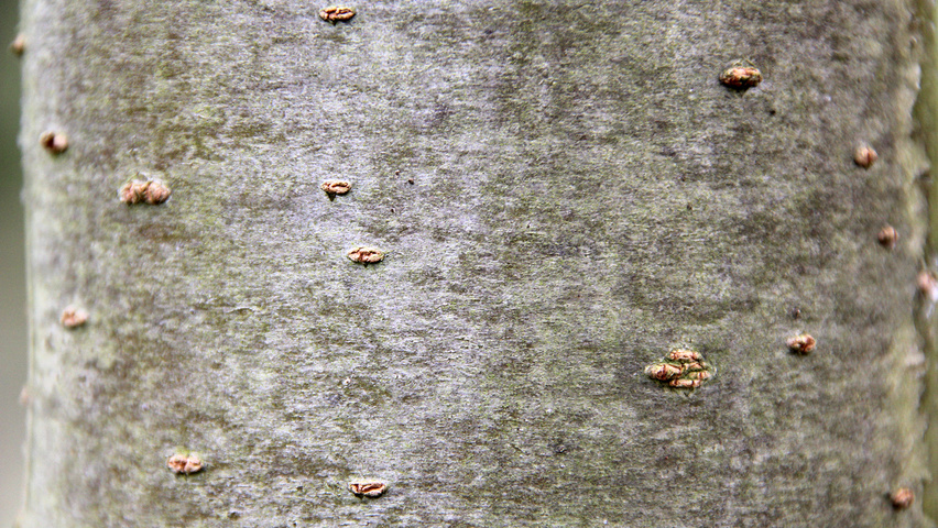 Sorbus x arnoldiana 'Golden Wonder' kora