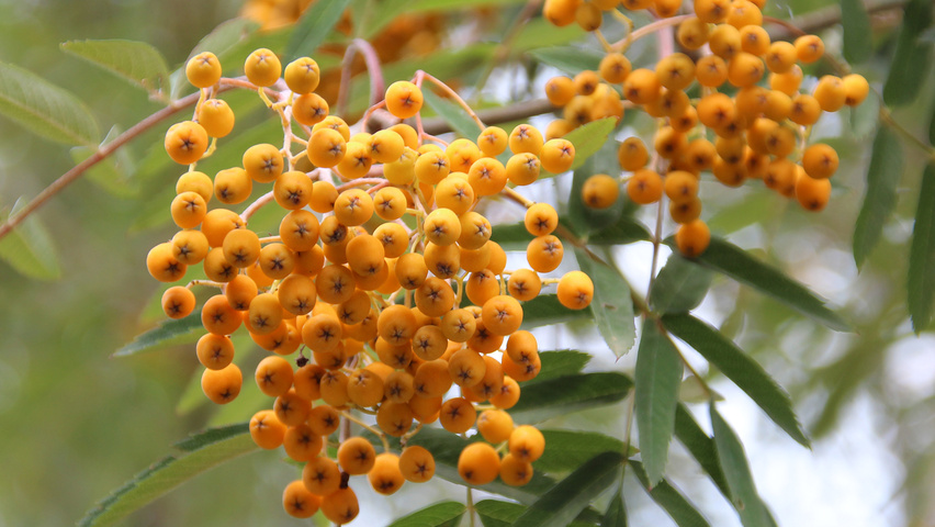Sorbus x arnoldiana 'Golden Wonder' owoce