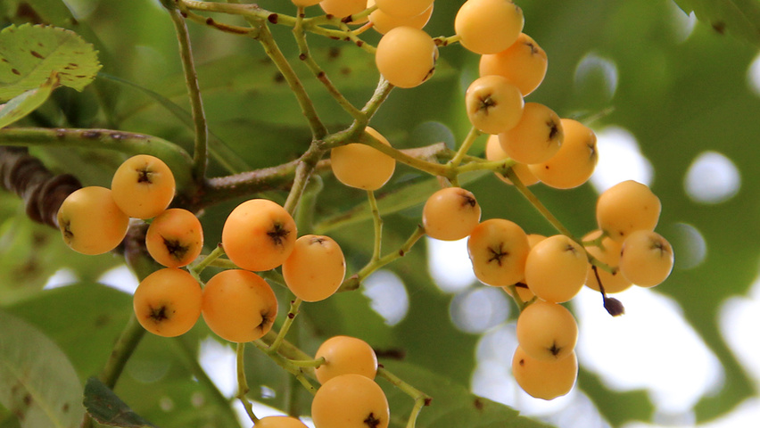 Sorbus x arnoldiana 'Golden Wonder' owoce
