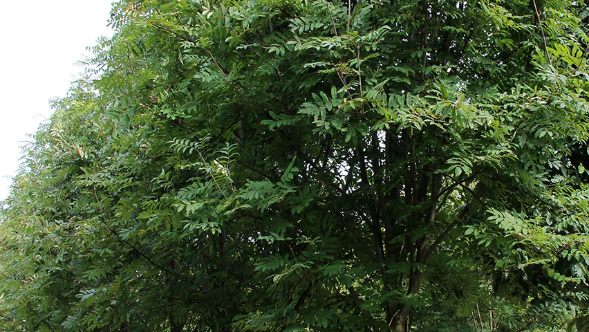 Sorbus x arnoldiana 'Golden Wonder' pienne