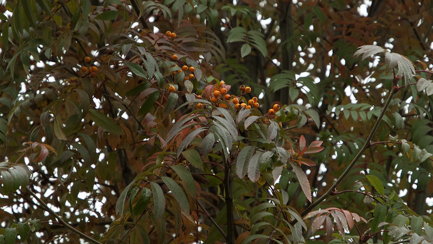 Sorbus x arnoldiana 'Schouten' autumn leaves