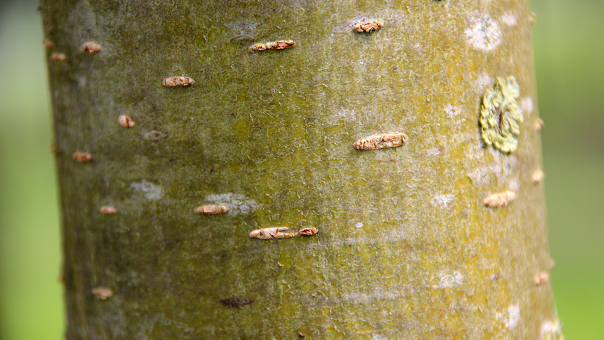 Sorbus x arnoldiana 'Schouten' bark