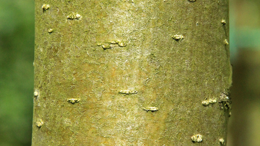 Sorbus x arnoldiana 'Schouten' bark