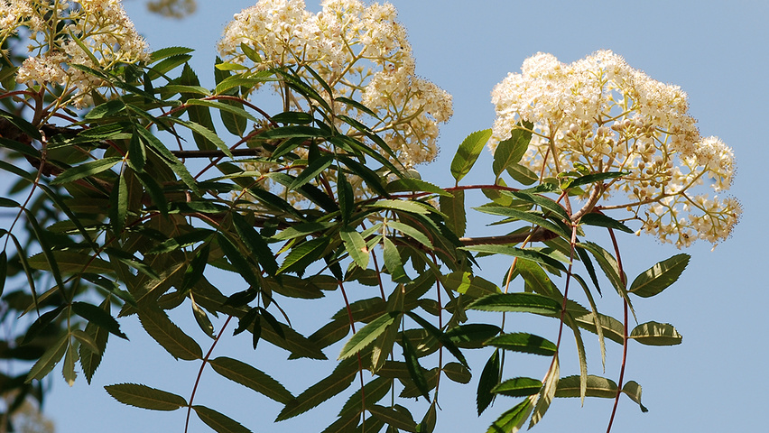 Sorbus x arnoldiana 'Schouten' flowers