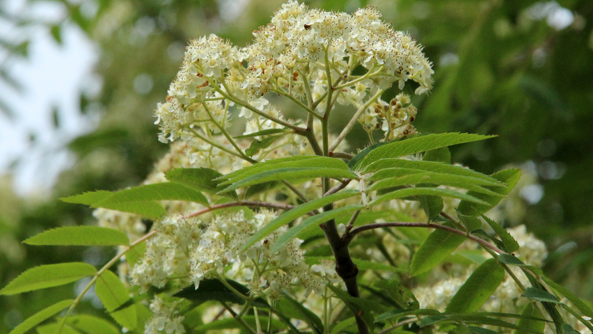 Sorbus x arnoldiana 'Schouten' flowers