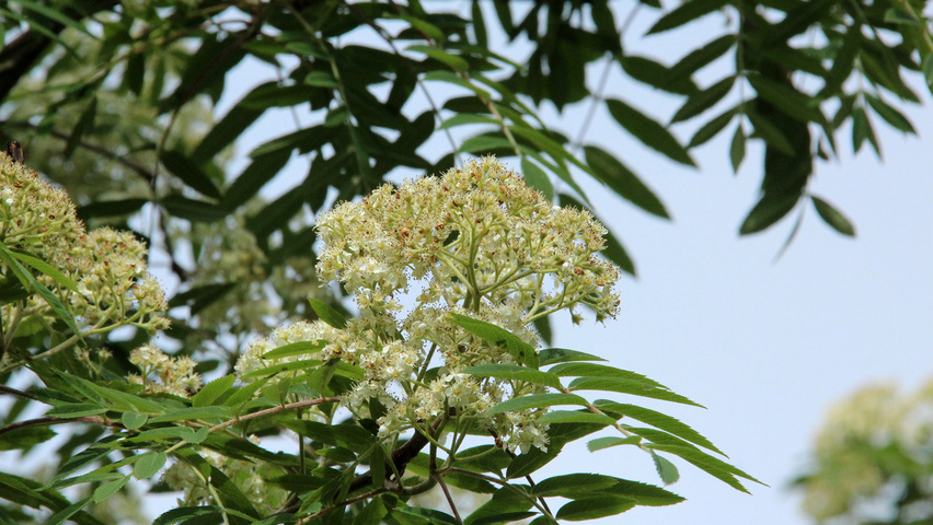 Sorbus x arnoldiana 'Schouten' flowers