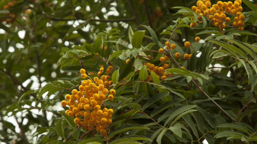 Sorbus x arnoldiana 'Schouten' fruits