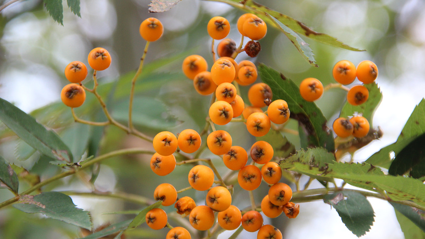 Sorbus x arnoldiana 'Schouten' fruits