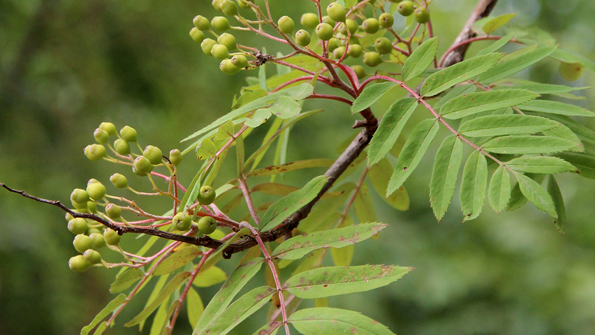 Sorbus x arnoldiana 'Schouten' fruits