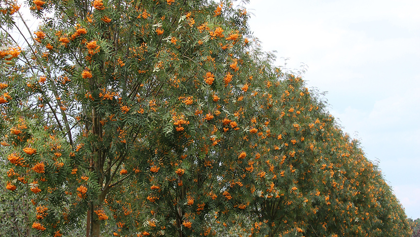 Sorbus x arnoldiana 'Schouten' standard tree