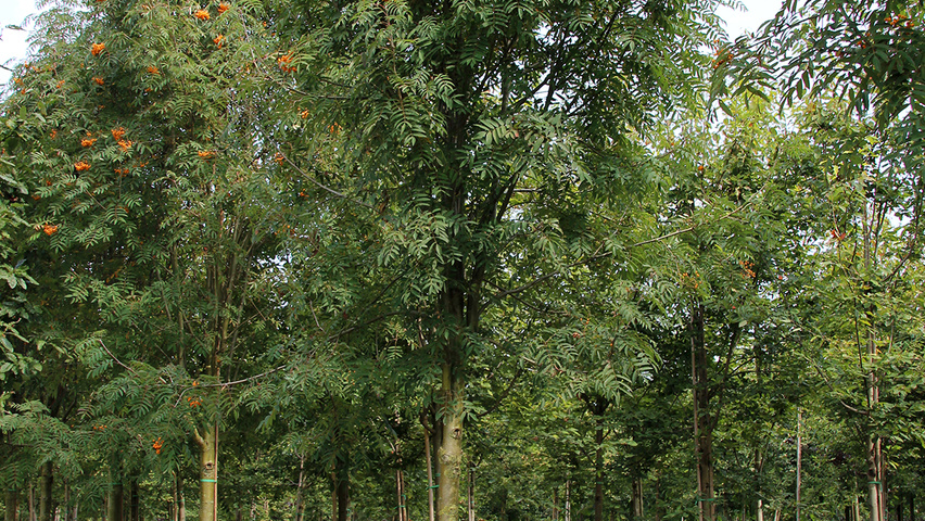 Sorbus x arnoldiana 'Schouten' standard tree