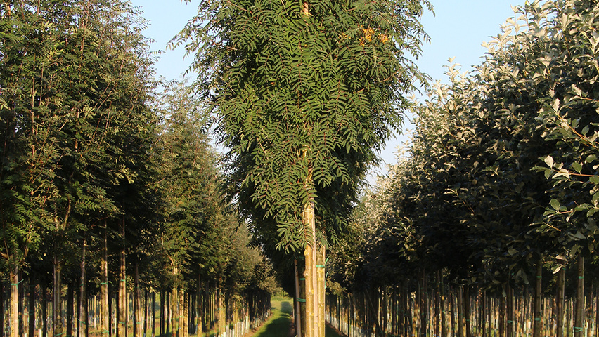 Sorbus x arnoldiana 'Schouten' standard tree