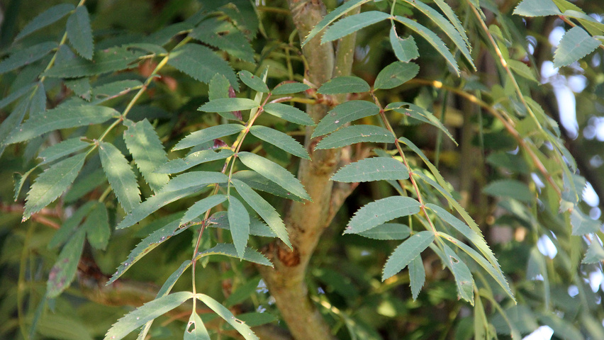 Sorbus x arnoldiana 'Schouten' leaves