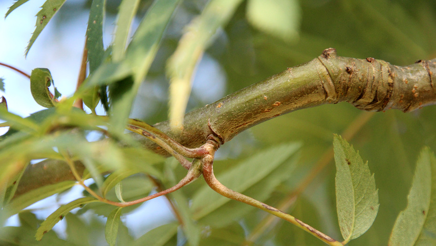 Sorbus x arnoldiana 'Schouten' twigs