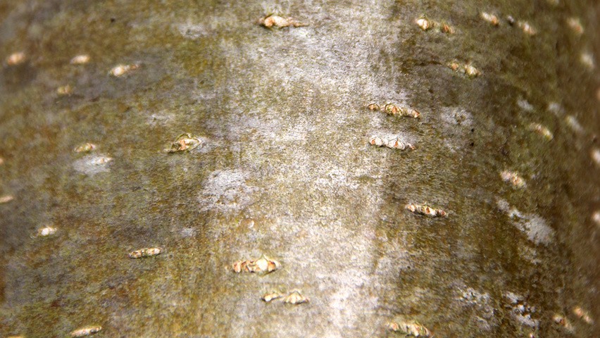 Sorbus x thuringiaca 'Fastigiata' bark