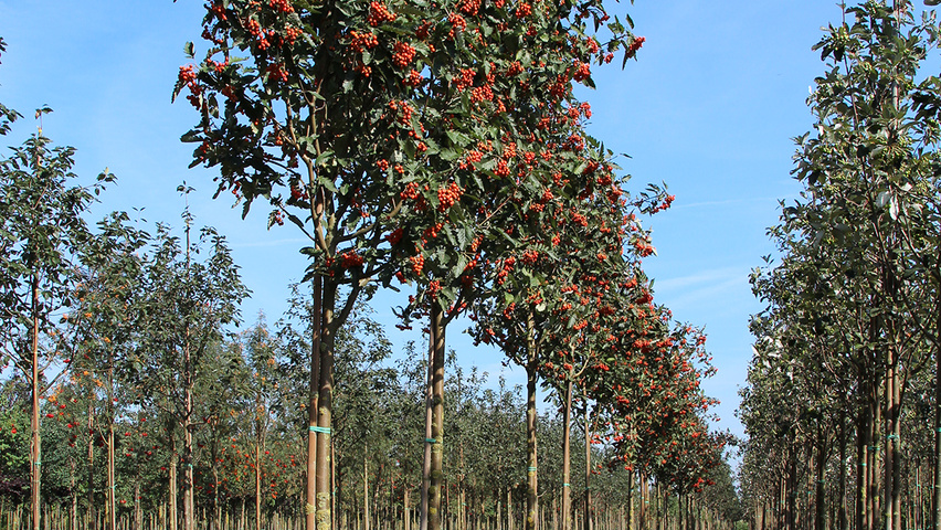 Sorbus x thuringiaca 'Fastigiata' standard tree
