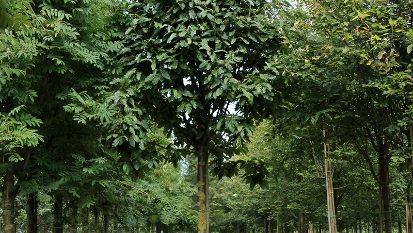 Sorbus x thuringiaca 'Fastigiata' standard tree