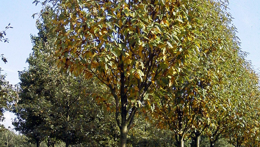 Sorbus x thuringiaca 'Fastigiata' standard tree