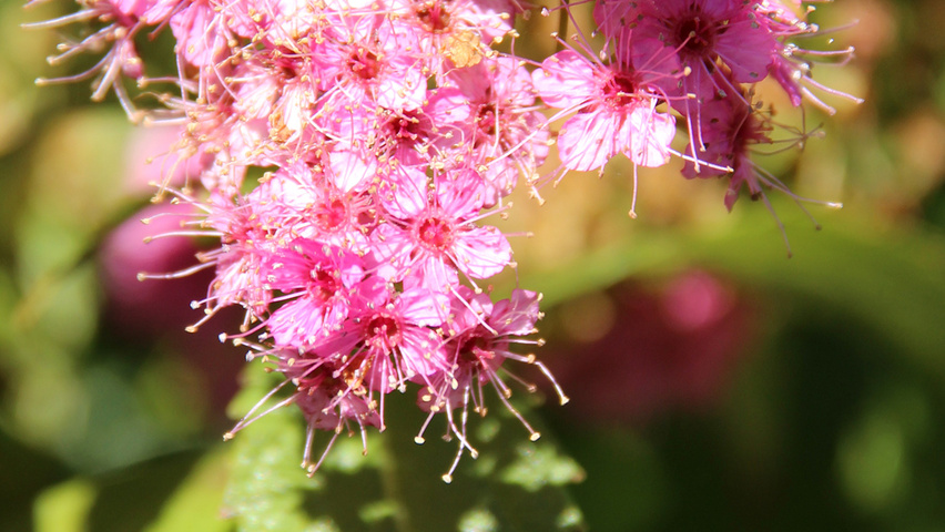 Spiraea japonica 'Anthony Waterer' bloem
