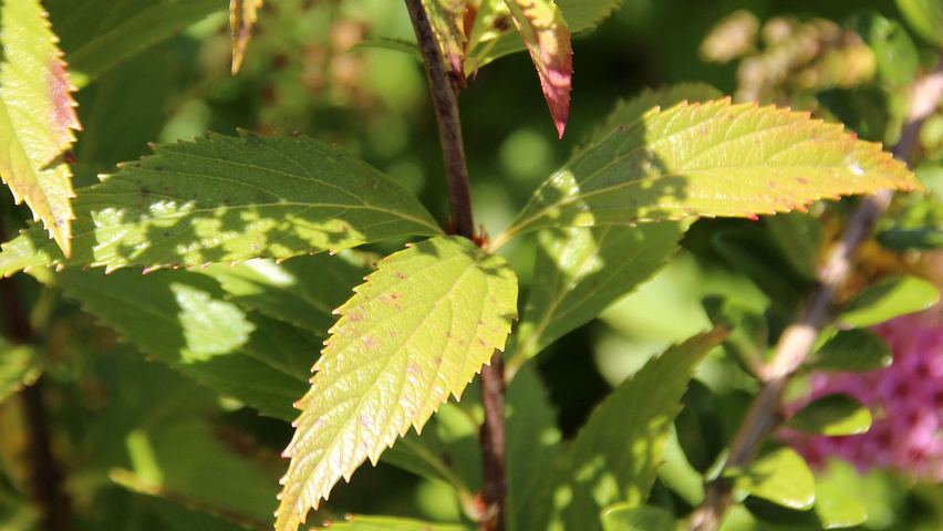 Spiraea Japonica Anthony Waterer Treeebb Online Tree Finding Tool Ebben Nurseries