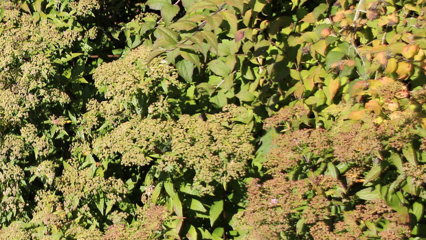 Spiraea Japonica Anthony Waterer Treeebb Online Tree Finding Tool Ebben Nurseries Spiraea Japonica Anthony Waterer Treeebb Online Tree Finding Tool Ebben Nurseries