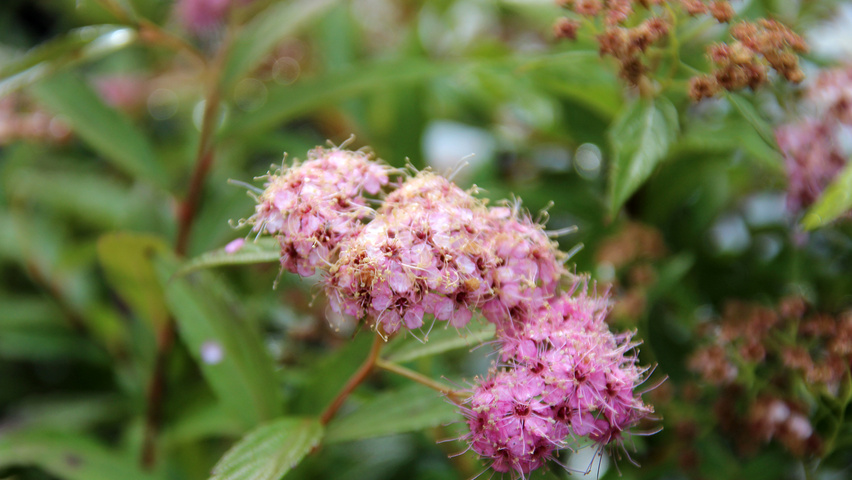 Spiraea japonica 'Genpei' flowers